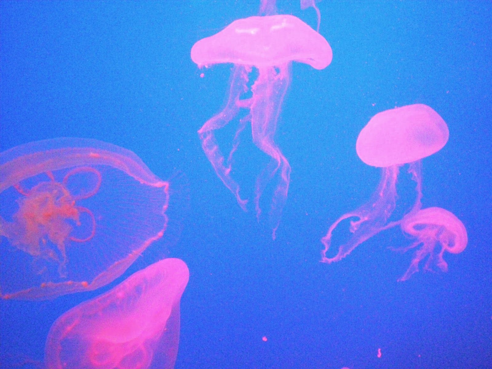 1600x1200 Favourite Photograph: Pink Jellyfish