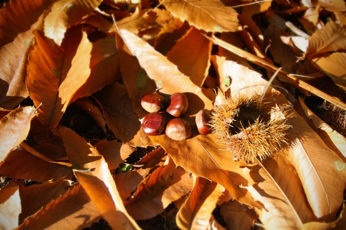 Mesmerizing Where Can I Buy Chestnuts Wallpaper in HD Mesmerizing Where Can I Buy Chestnuts Wallpaper in HD