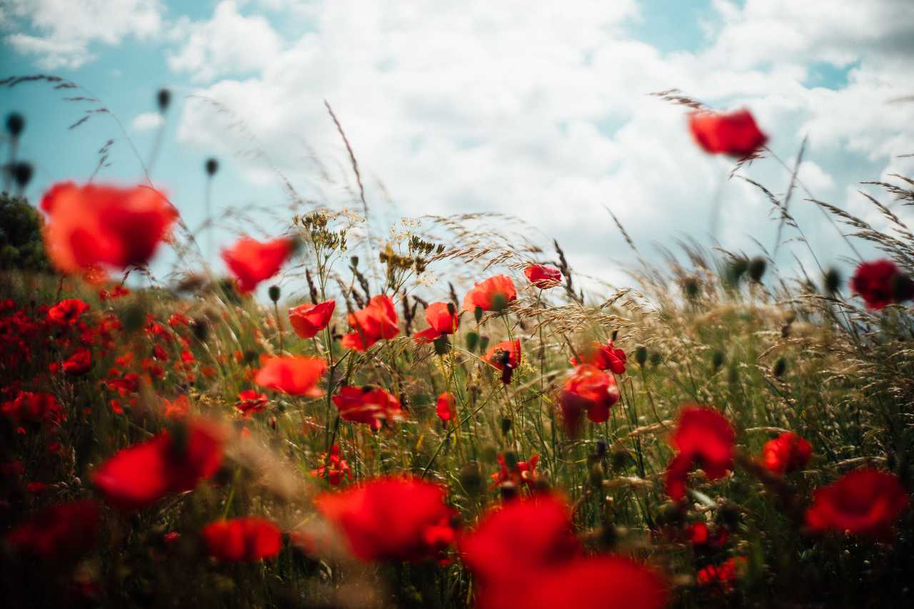 1280x853 Lest we forget 2020