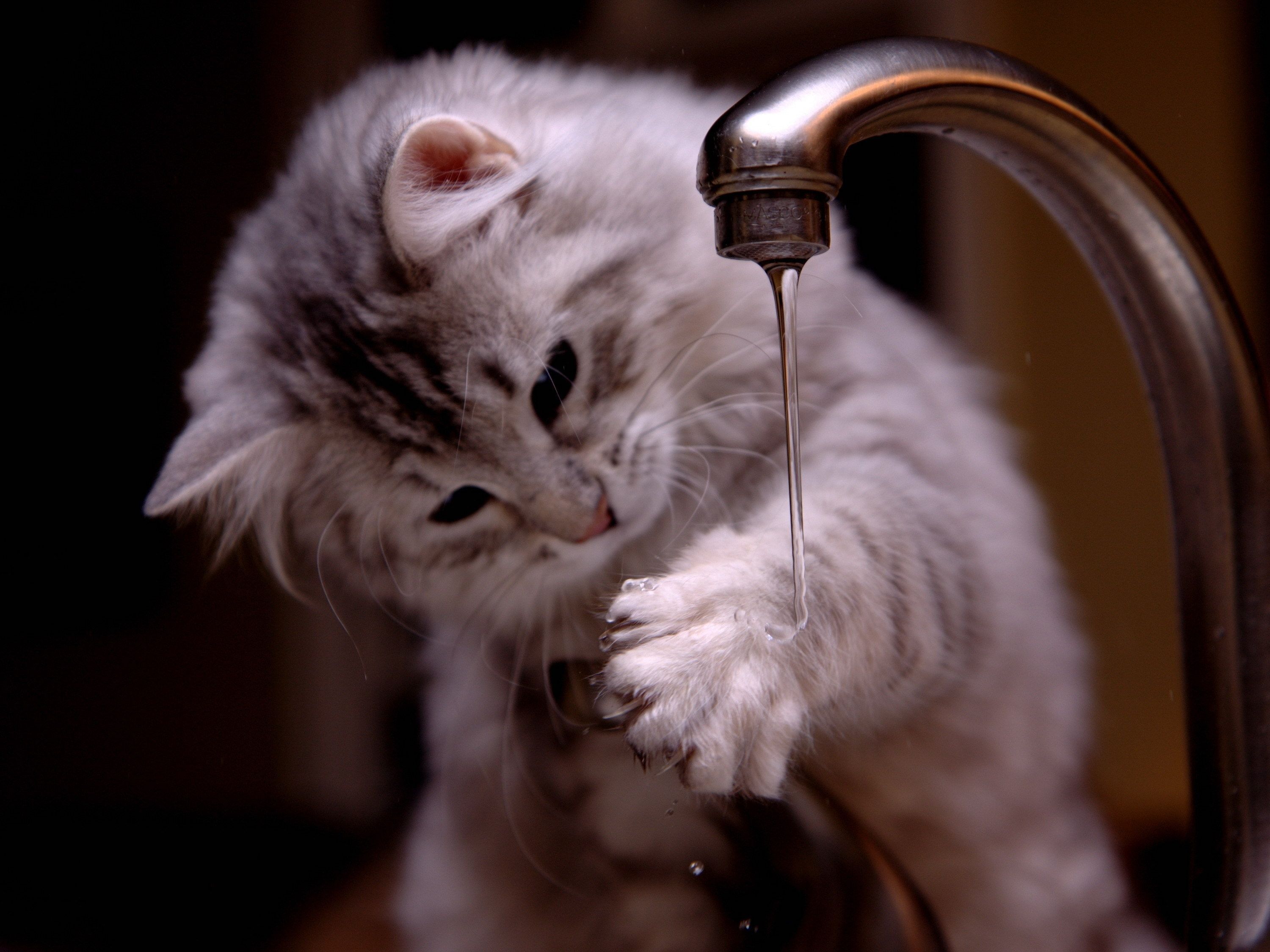 3000x2250 Adorable Kitten Paw Play HD Wallpaper
