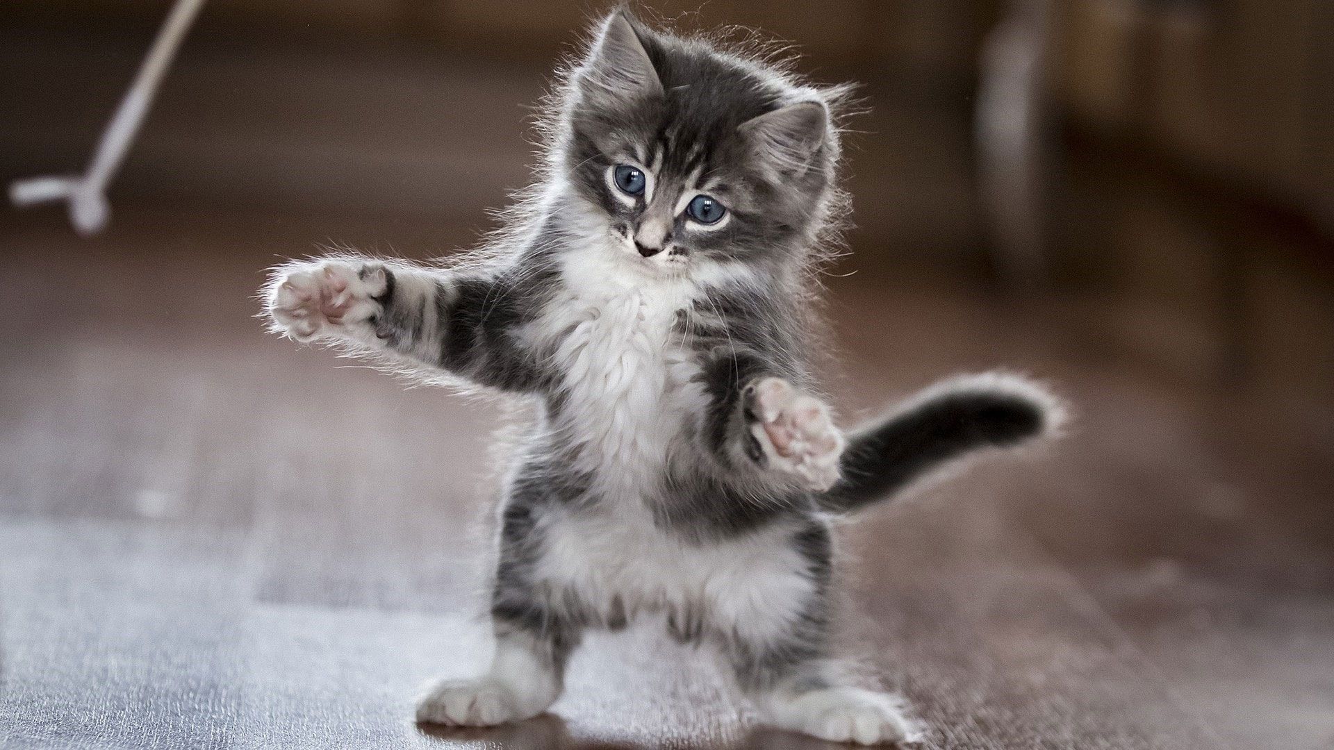 1920x1080 Cat Wallpaper, Kitten, Cute, Playing
