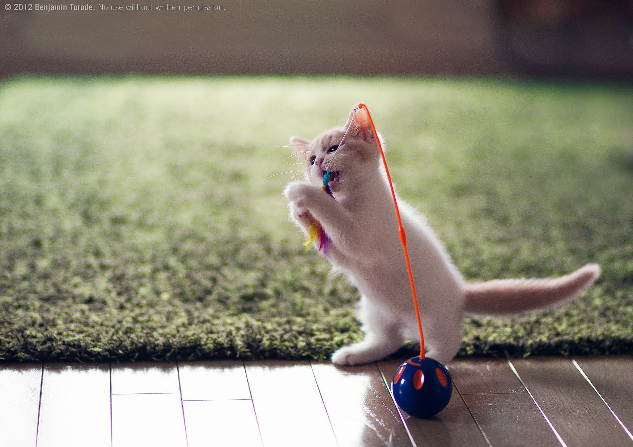 2048x1445 Cute Kitten Playing: HD Wallpaper Delight
