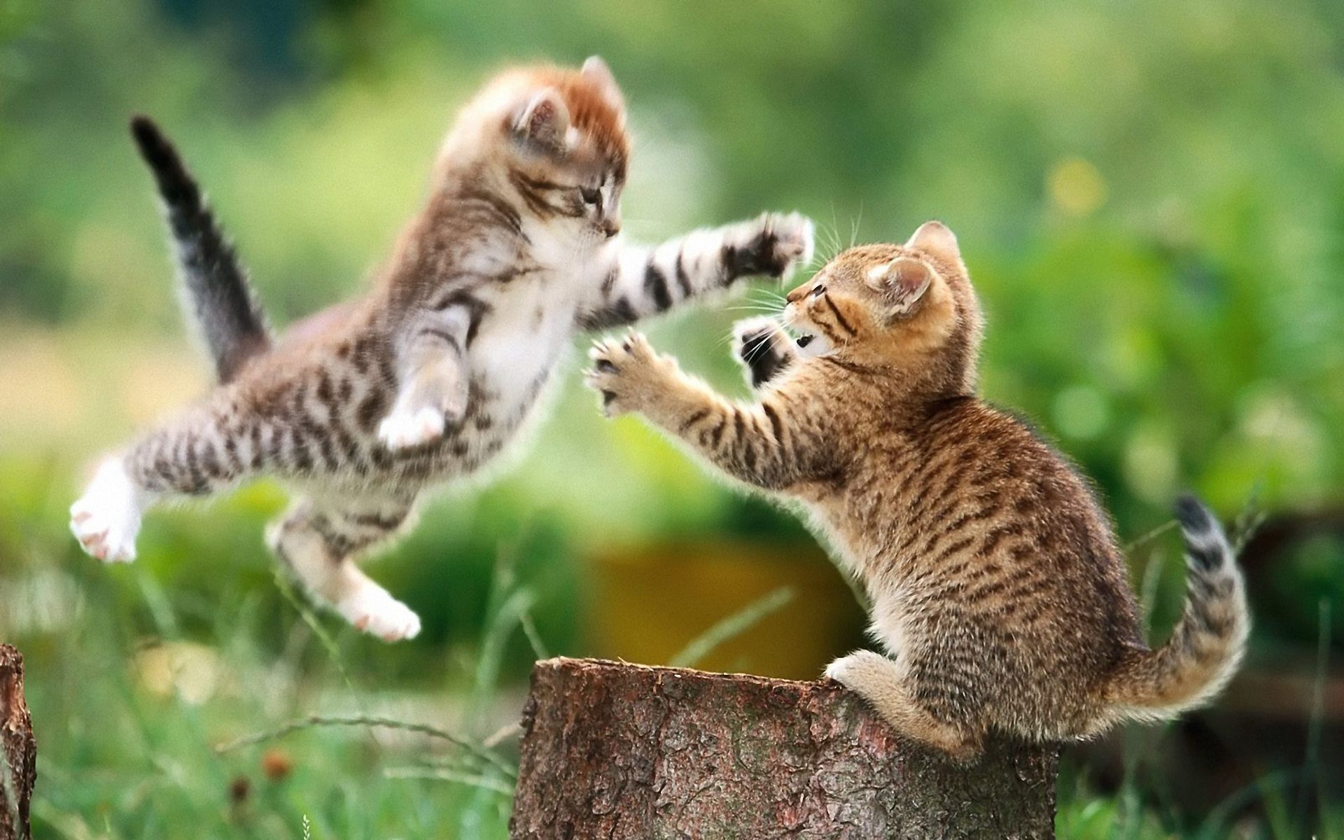 1920x1200 Wallpaper Cats Playing, Kitten, Siamese