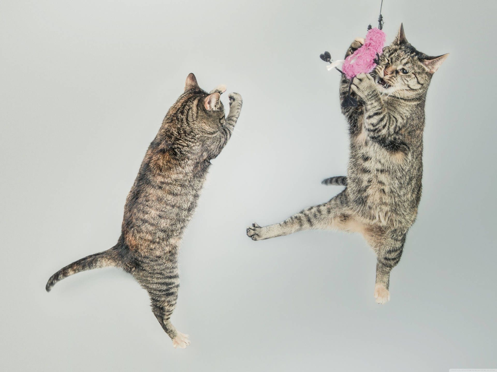 1920x1440 Cute Cat Picture