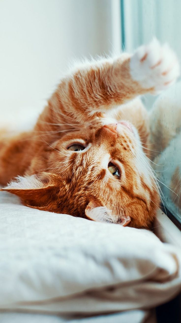 736x1308 Cute Pet Cat Playing 4K Ultra HD Mobile