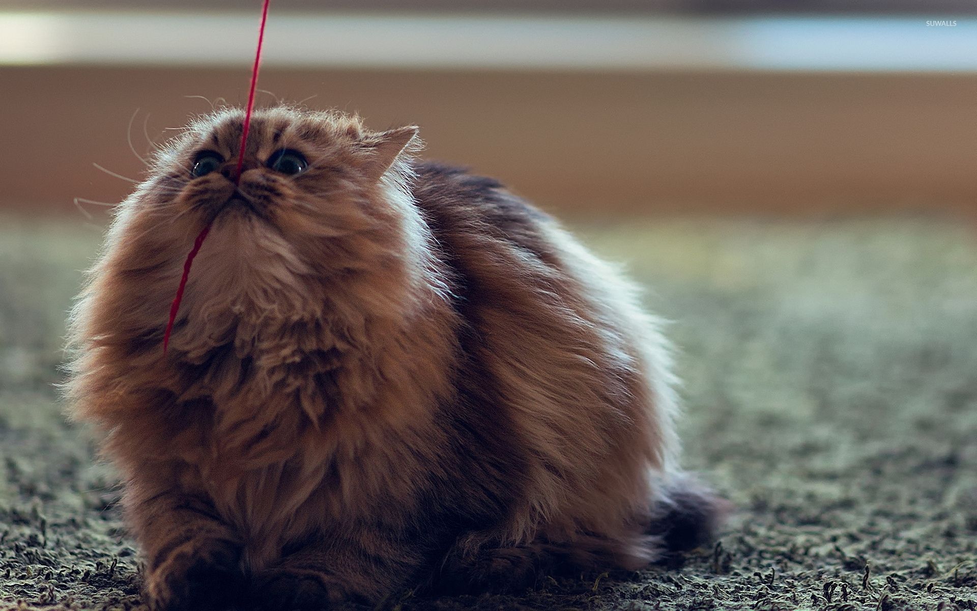 1920x1200 Fluffy cat playing with a red string