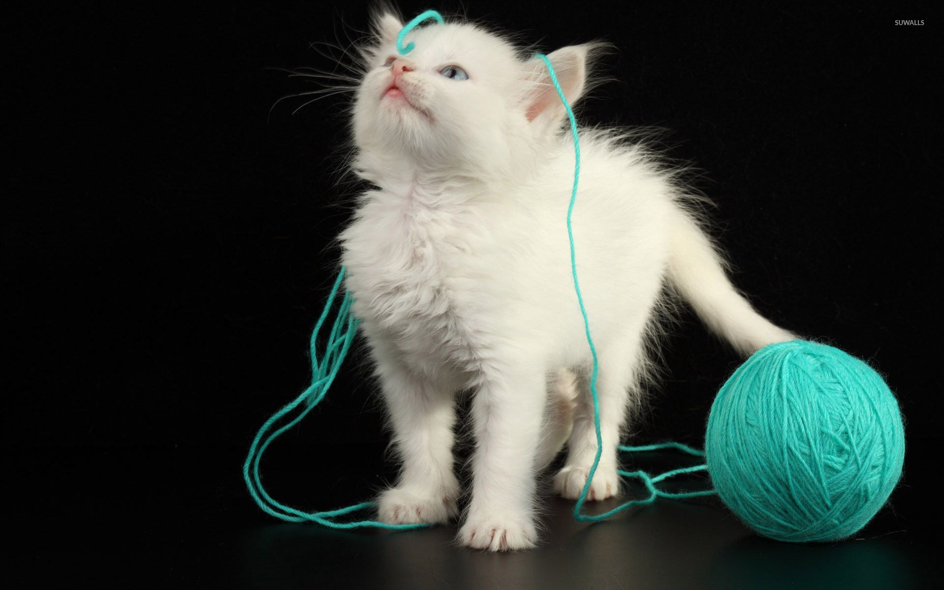 1920x1200 Cat [18] wallpaper wallpaper