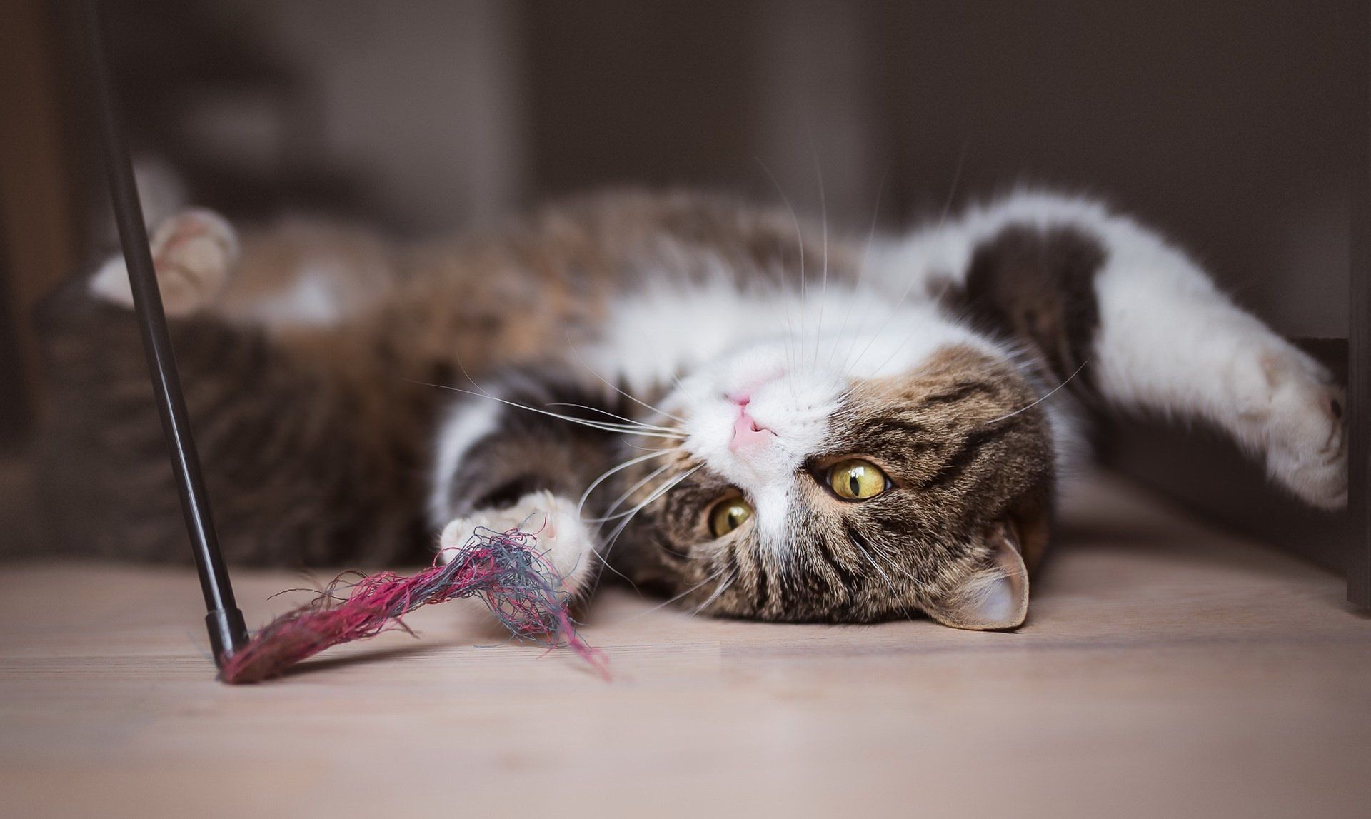 1920x1147 Download Playing Animal Cat HD Wallpaper