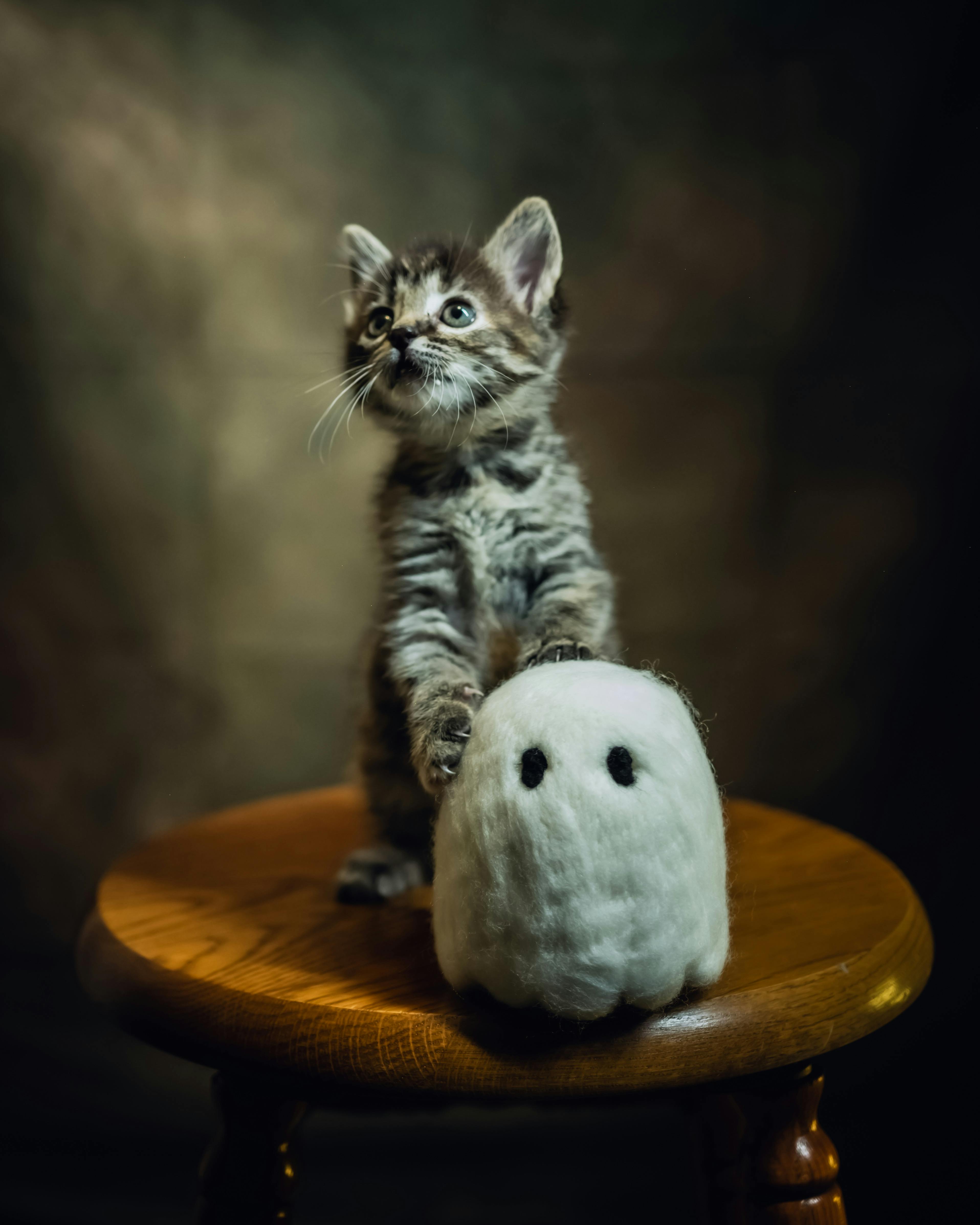 3831x4789 Cat Toy Photo, Download The BEST Free