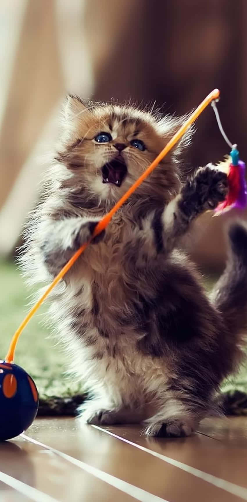850x1727 Dancing Cat Wallpaper