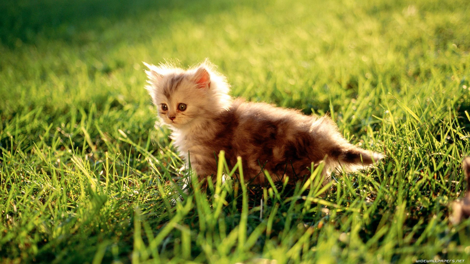 1920x1080 Cats desktop wallpaper HD and wide