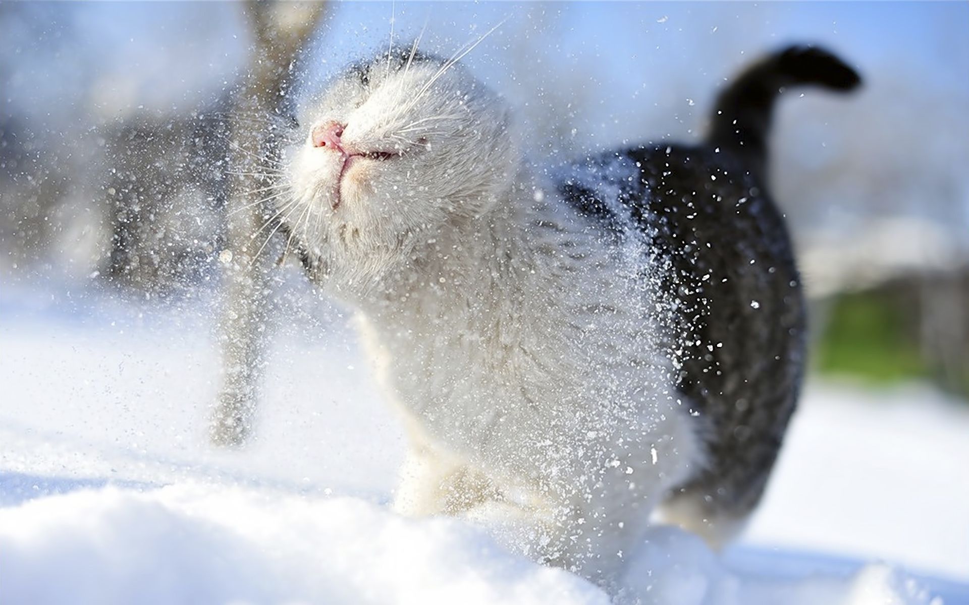 1920x1200 Cat playing in snow (1920 x 1200) : r