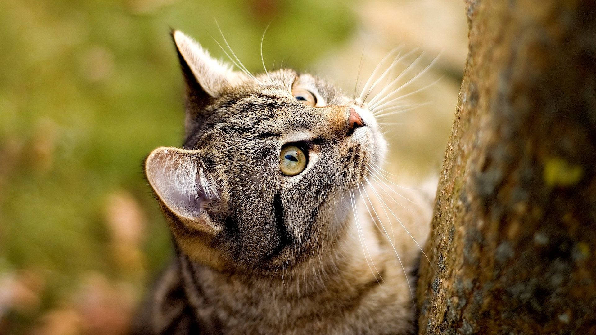 1920x1080 Download Cat Wallpaper