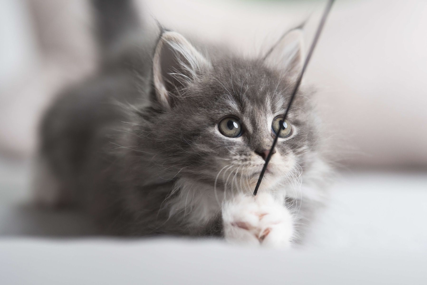 1797x1200 Playing cat