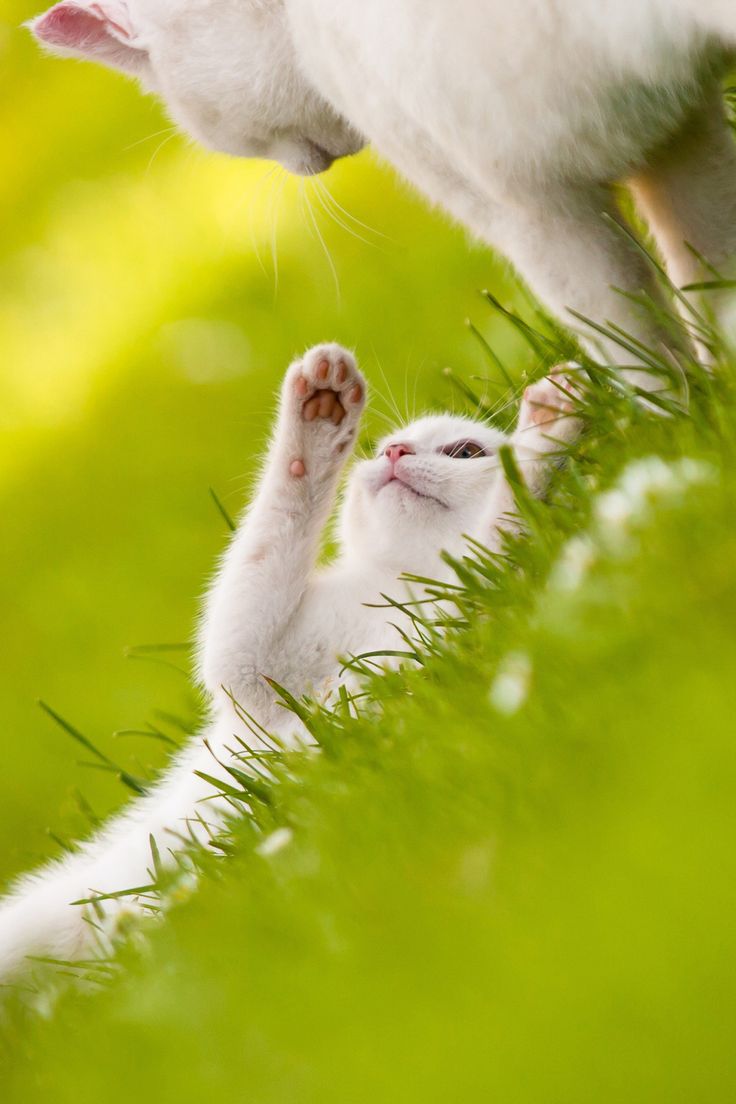 736x1104 cats playing grass 4k mobile wallpaper