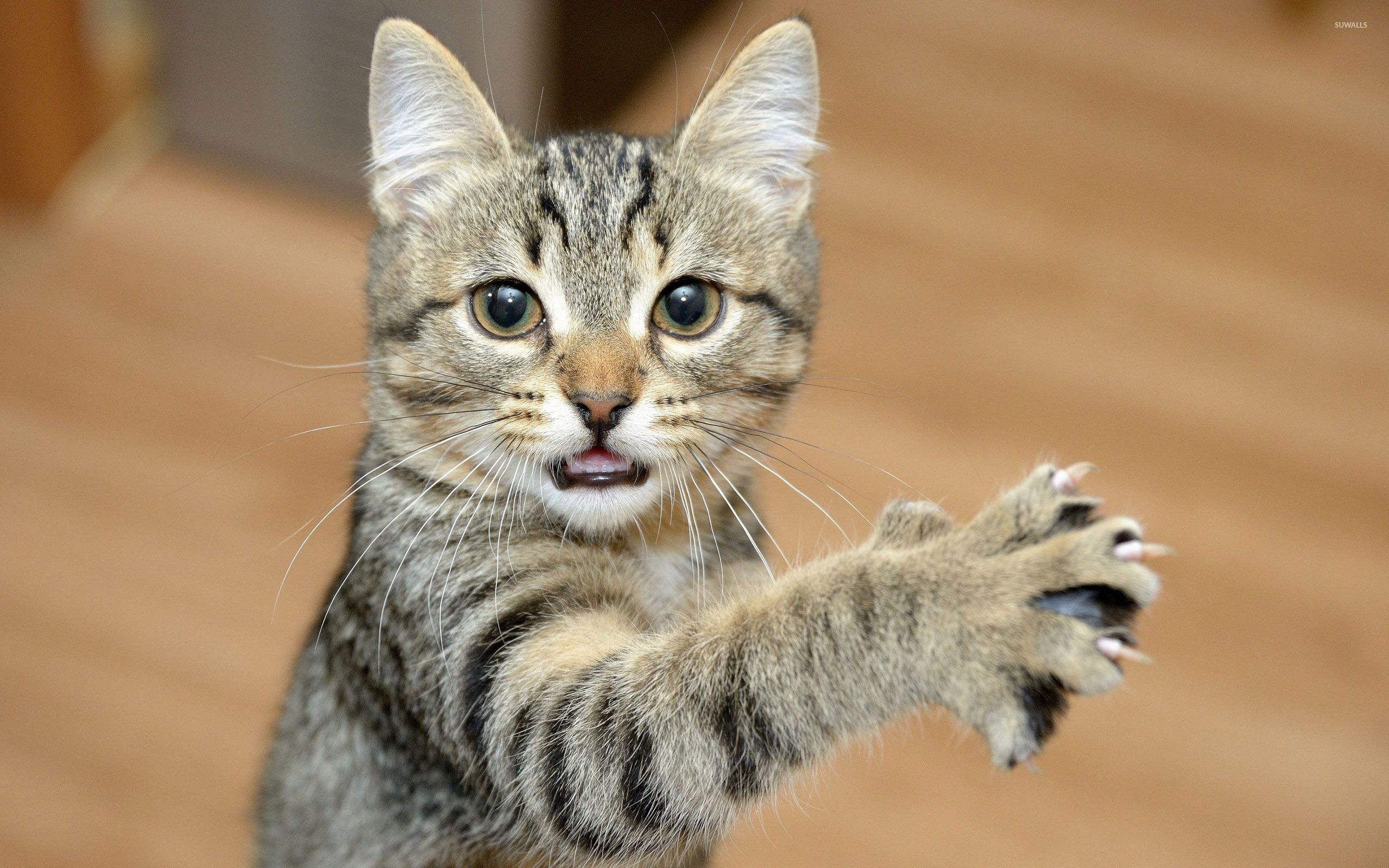 2560x1600 Kitten playing wallpaper