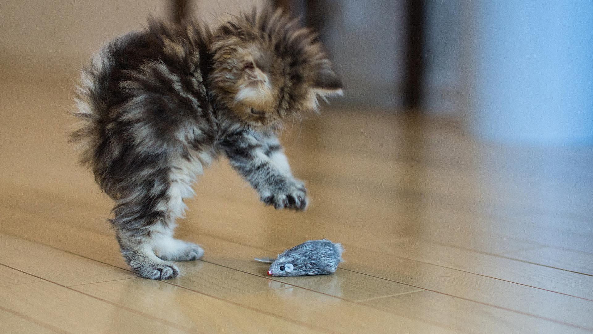 1920x1080 Funny Cat Kitten Play With Mouse
