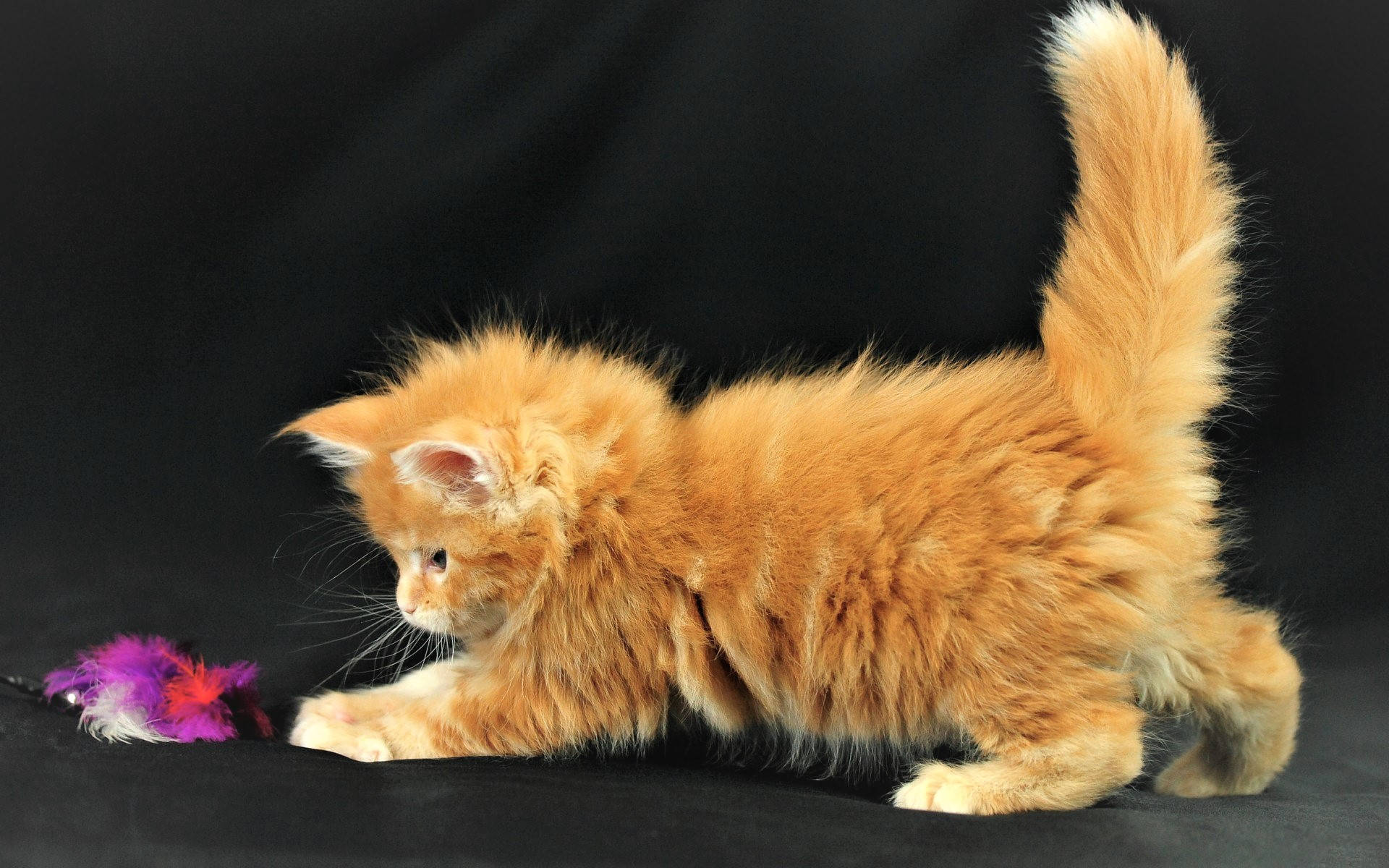 1920x1200 Cute Kitten Playing With Toy Wallpaper