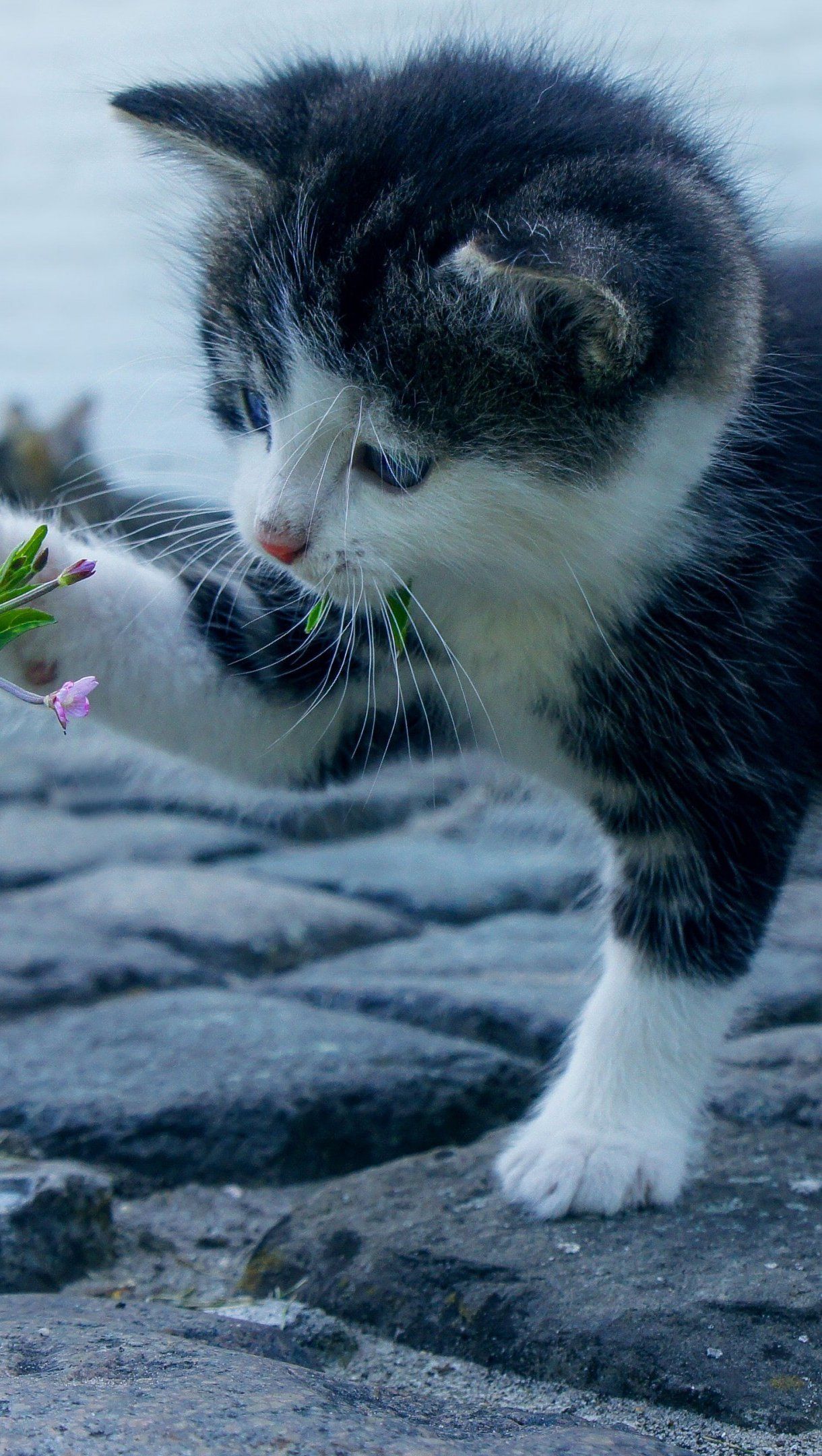 1220x2160 Cat playing with a flower Wallpaper 4k