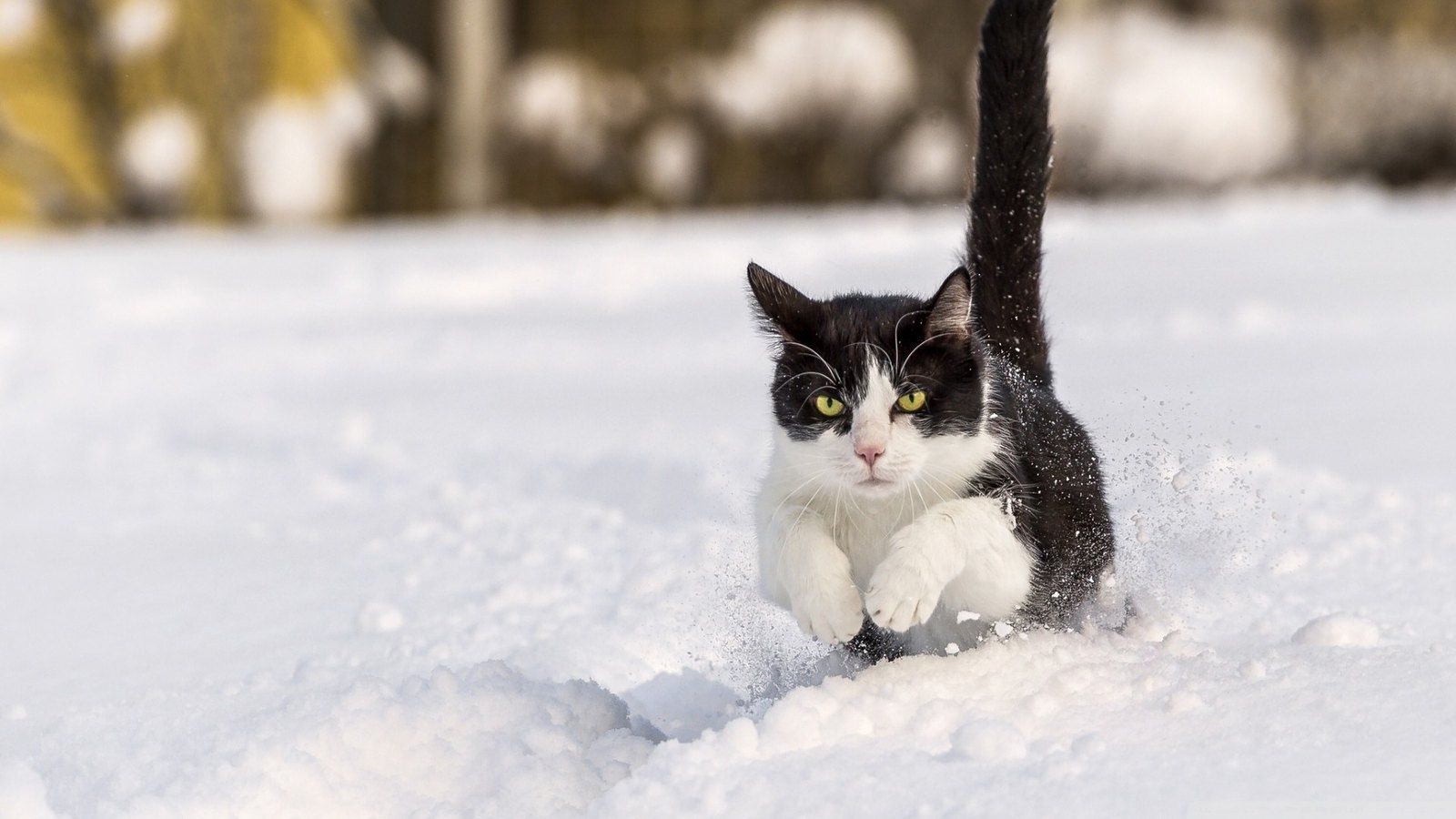 1600x900 Snow Cats Wallpaper 1920x1080. Bodies