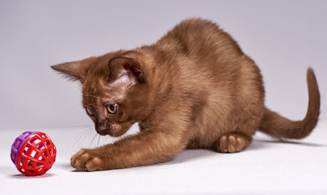 1280x767 image Cats Burmese cat Playing Brown