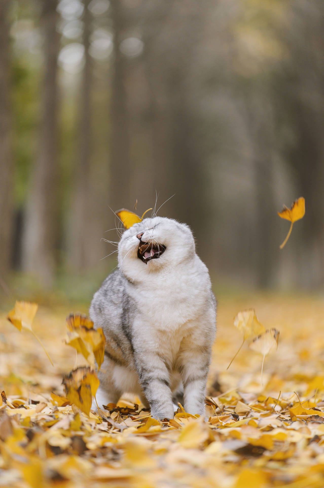 1278x1920 Cool Cat Playing Leaves Wallpaper