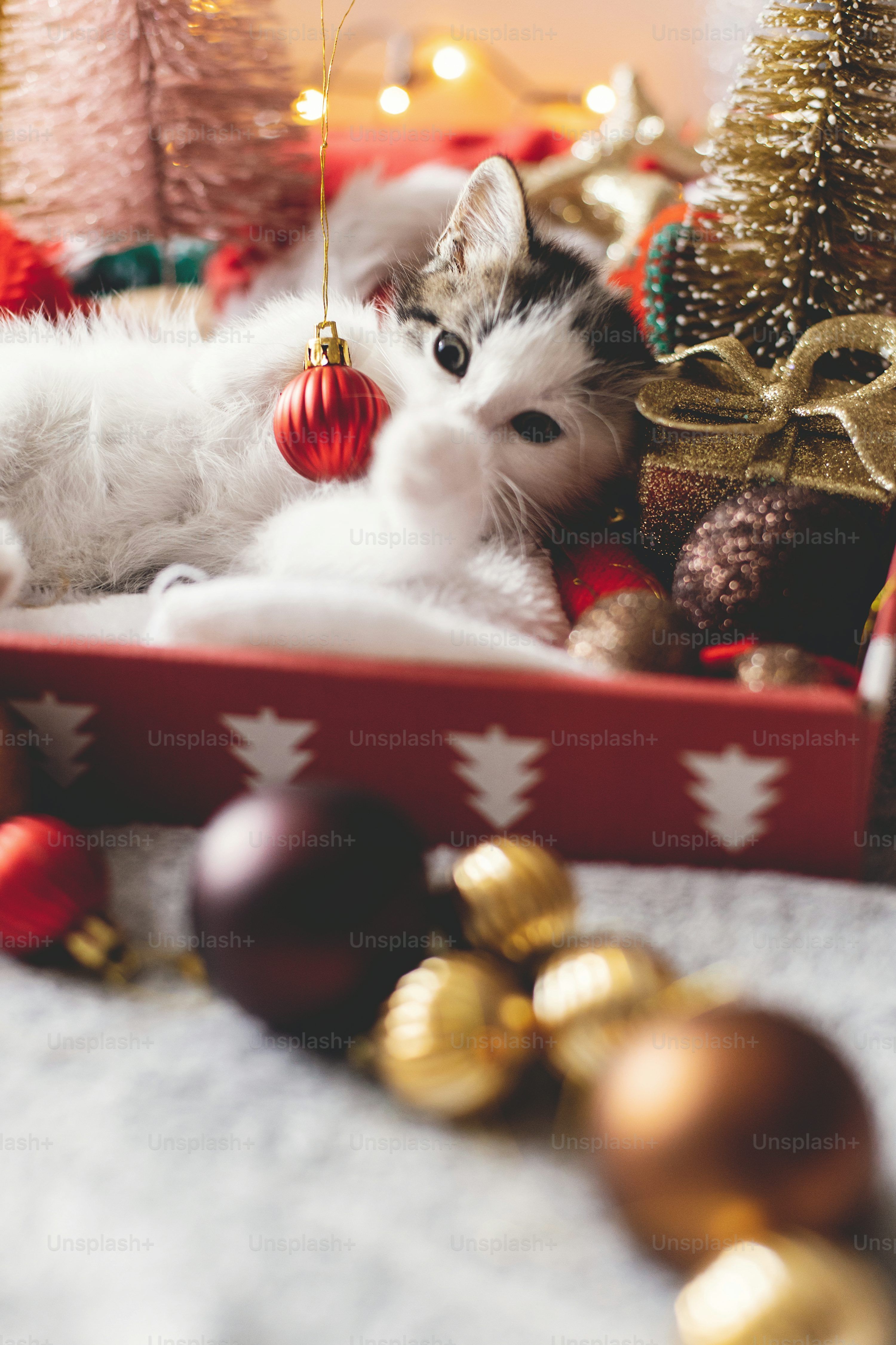 3000x4500 Christmas Cat Picture. Download Free