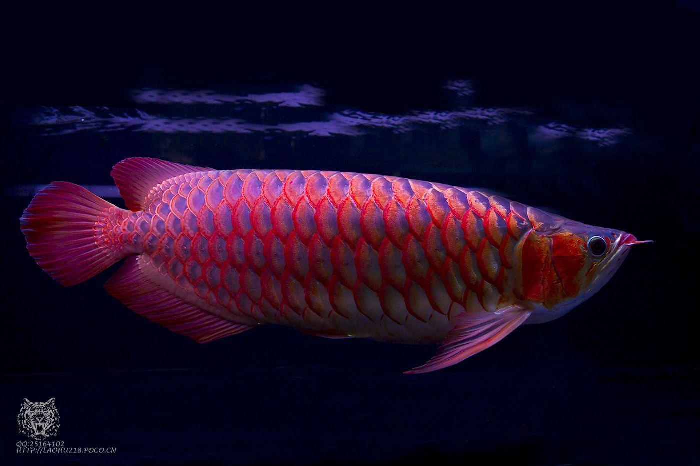 1400x933 Best Asian Arowana Image Reef Fish