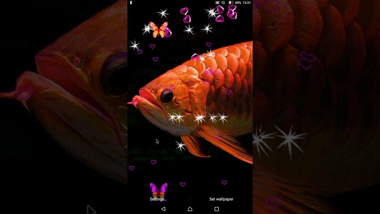 1280x720 3D Arowana live wallpaper