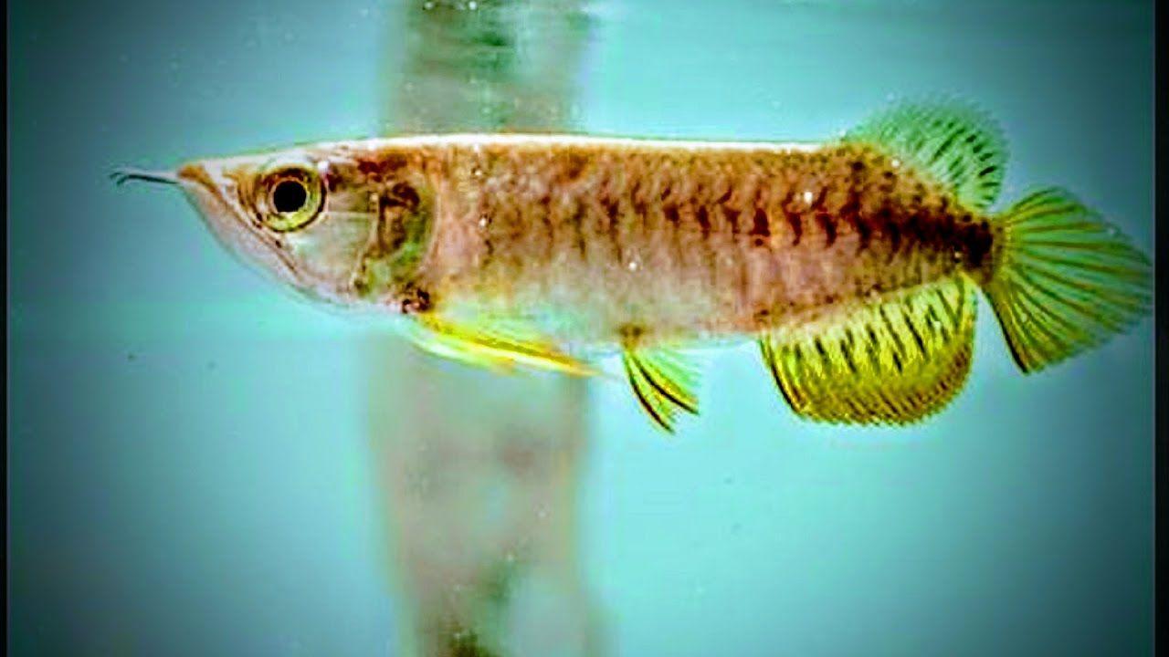 1280x720 Arowana Fry Feeding
