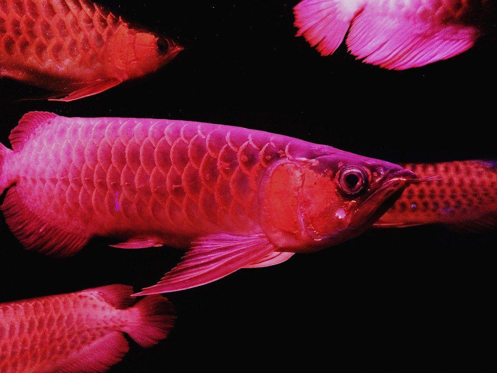 Arowana Wallpapers - Top Free Arowana Backgrounds - WallpaperAccess