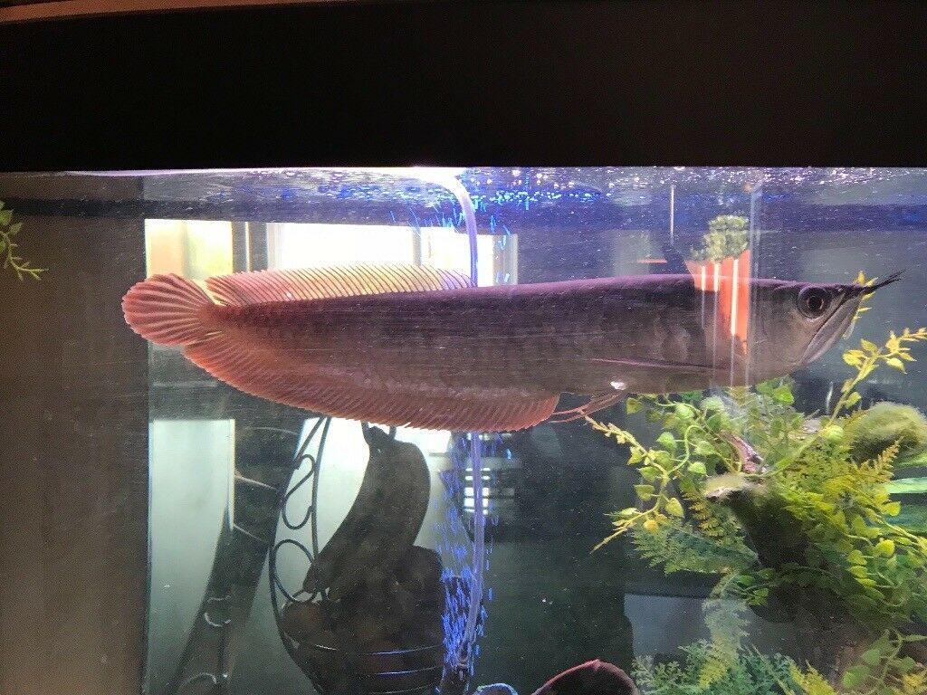 1024x768 Beautiful Silver Arowana Fish, HD Wallpaper
