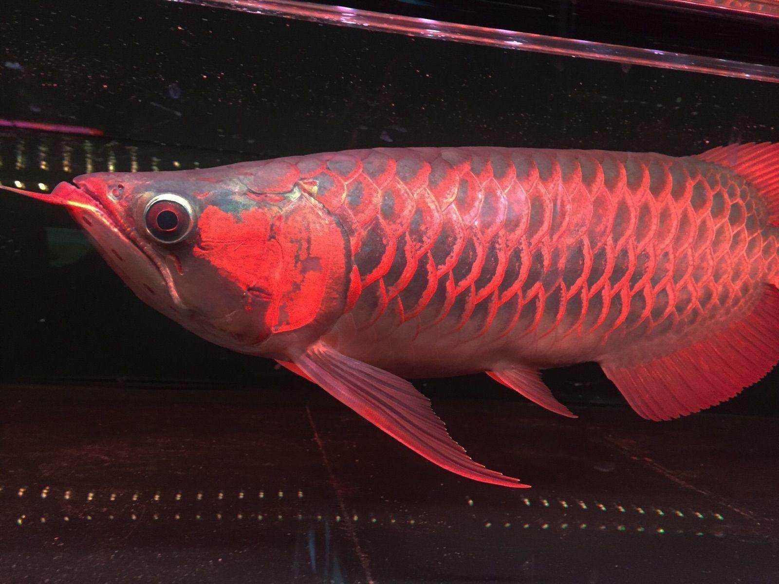 1600x1200 Indonesian Red Arowana Live Small Red Arowana Seedling