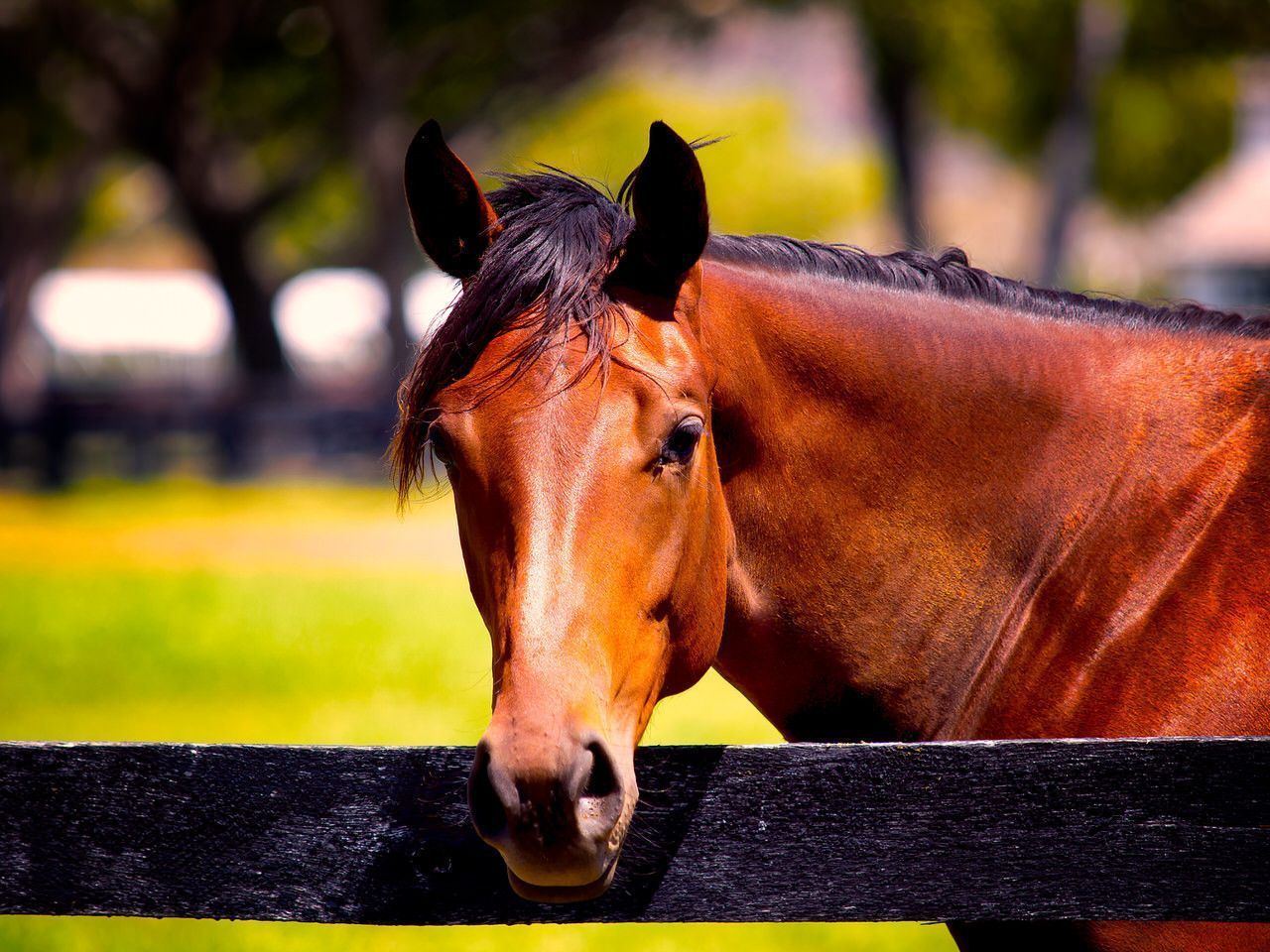 1280x960 Bay Beauty Horse Photo. T&K