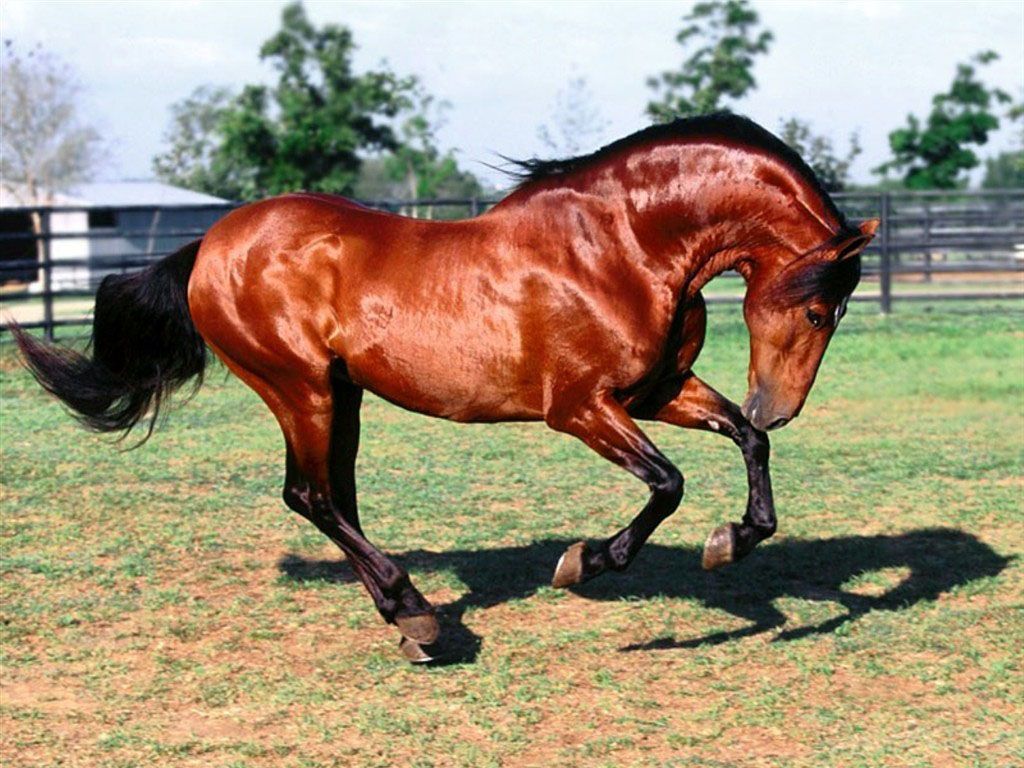 1024x768 Bay Andalusian Horse Nexus