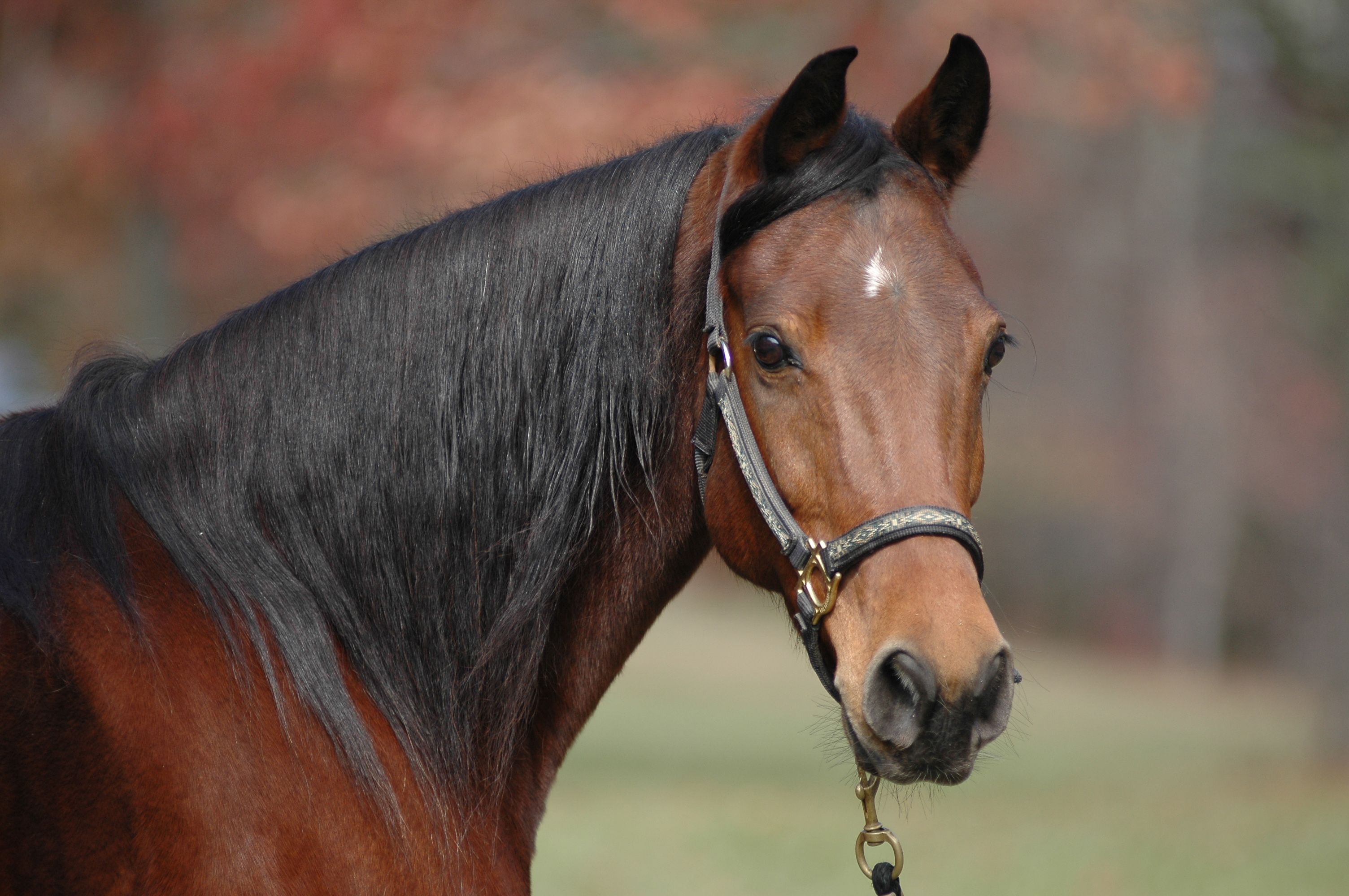 3008x2000 Majestic Horse