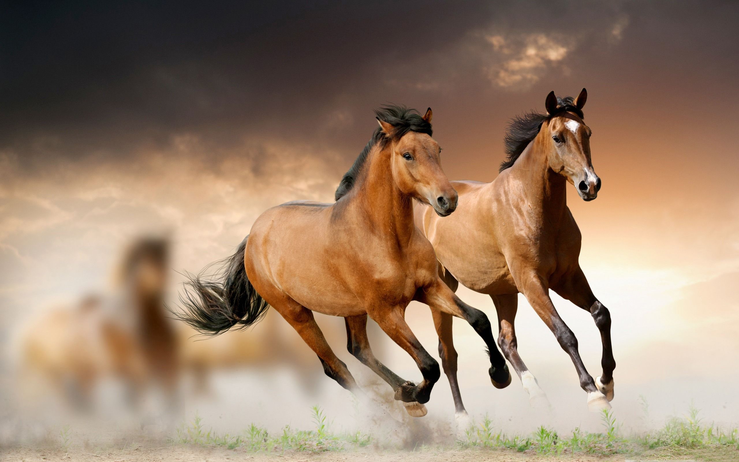 2560x1600 Bay Horse Wallpaper