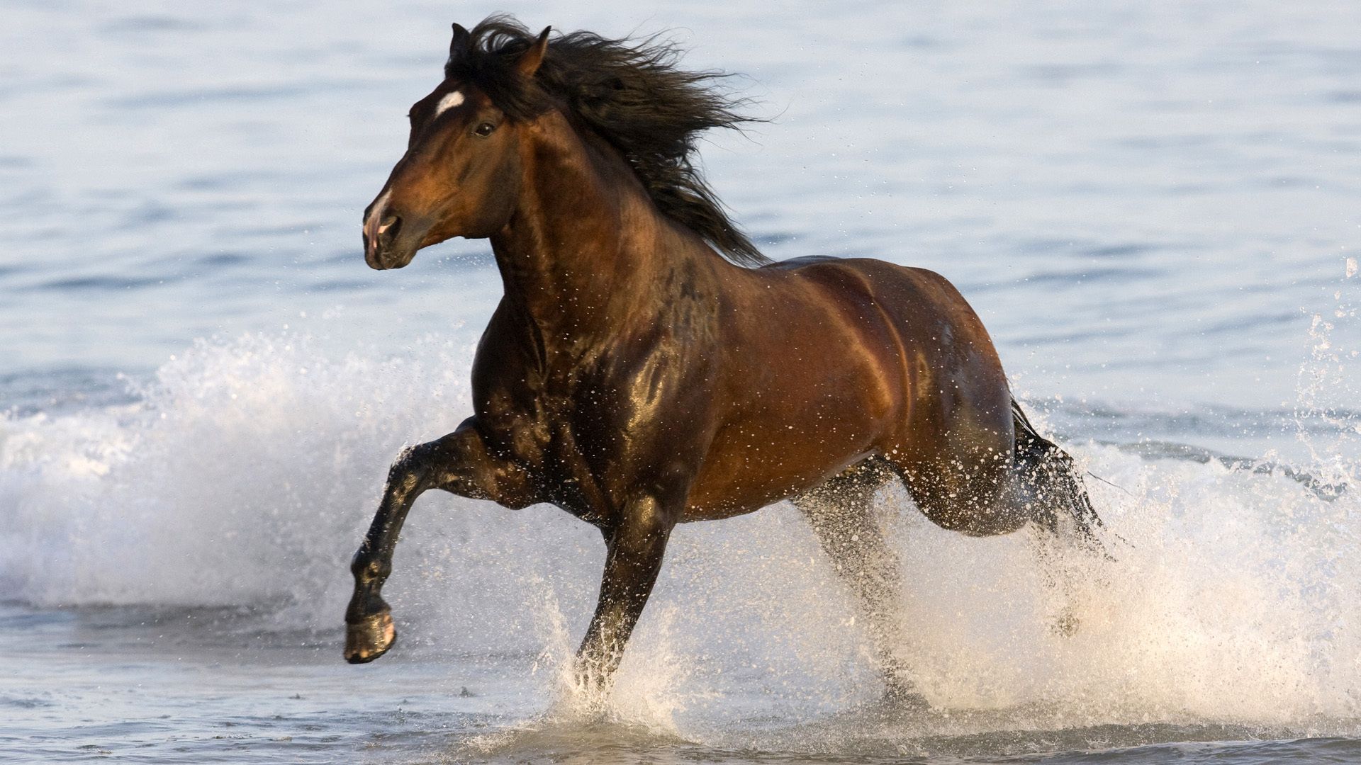 1920x1080 Download Animal Horse HD Wallpaper