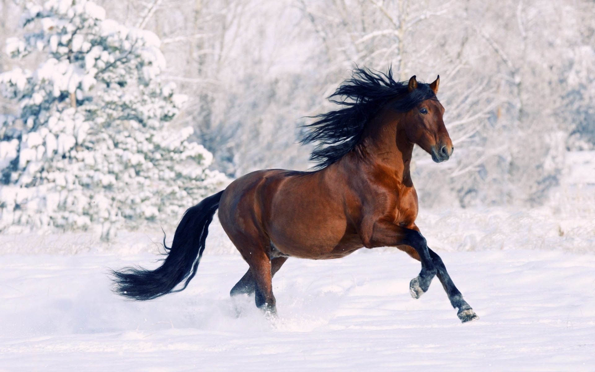 1920x1200 Running Snow Winter Animal Horse