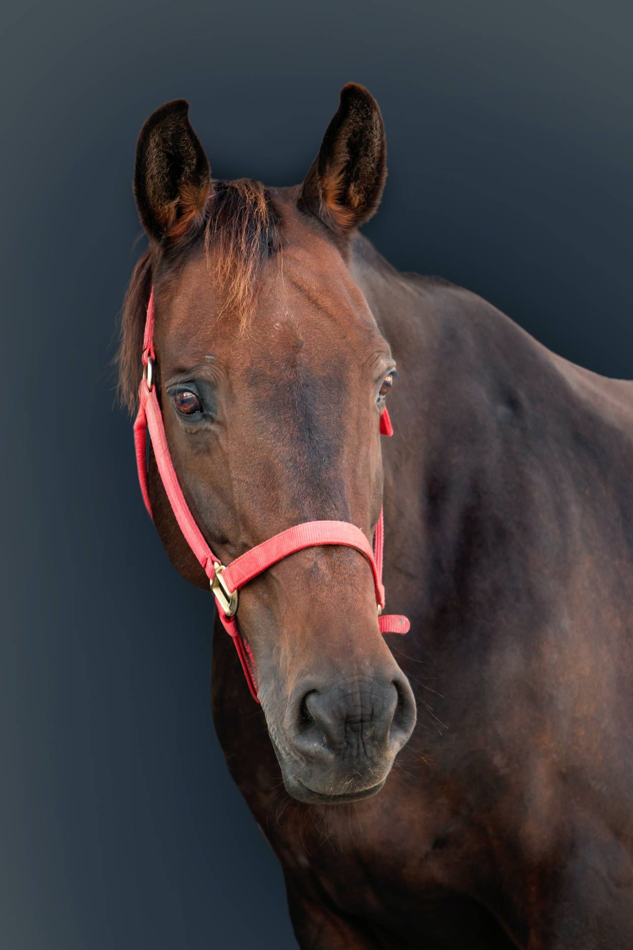 1280x1920 Download Horse Face Red Leash Wallpaper