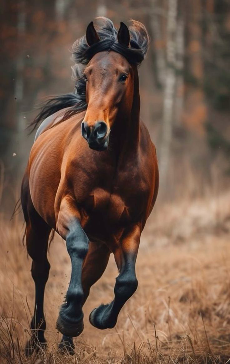 736x1165 Magical