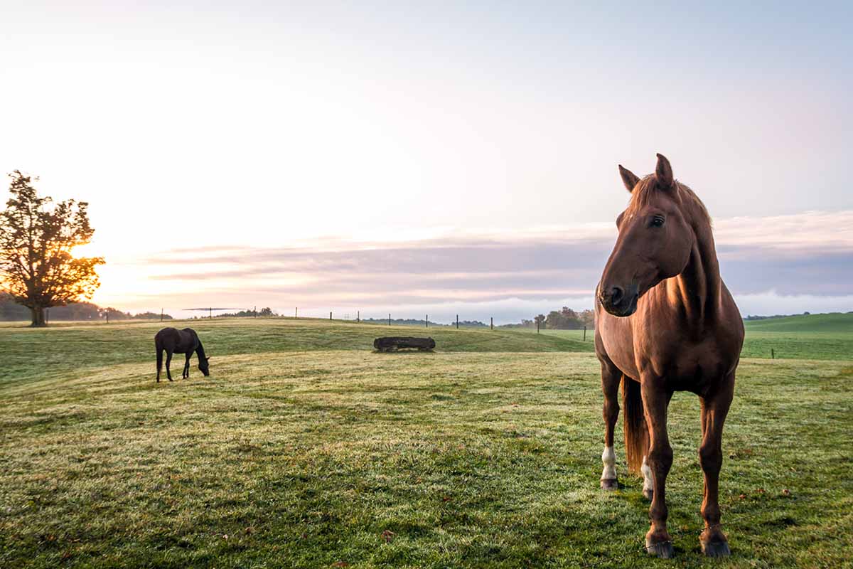 1200x800 Does Your Horse Need a Barn? New Horse