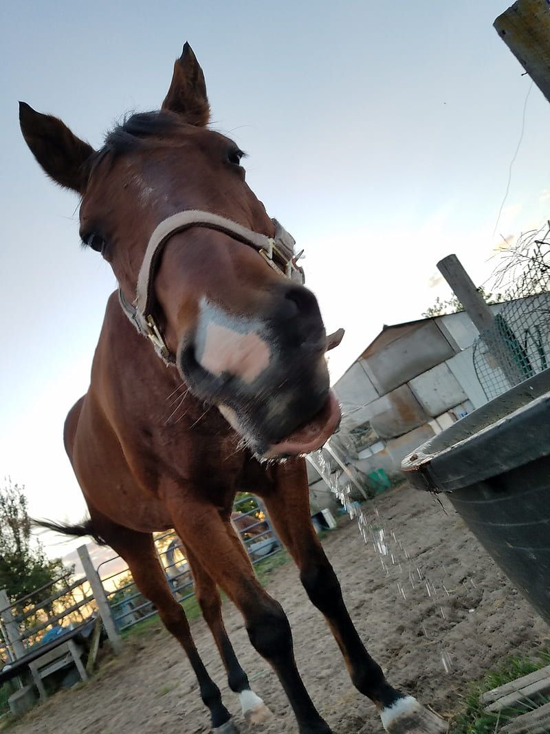 800x1067 HD bay mare wallpaper