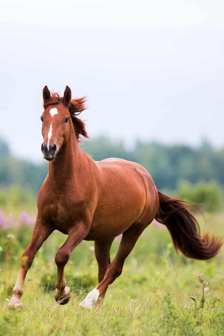 736x1104 Different Horse Colors: Patterns