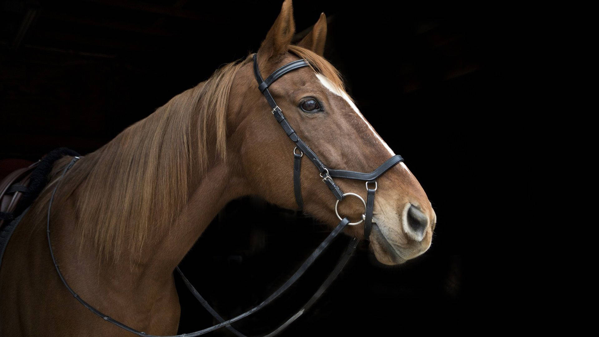 1920x1080 Download Bay Horse Face Wallpaper