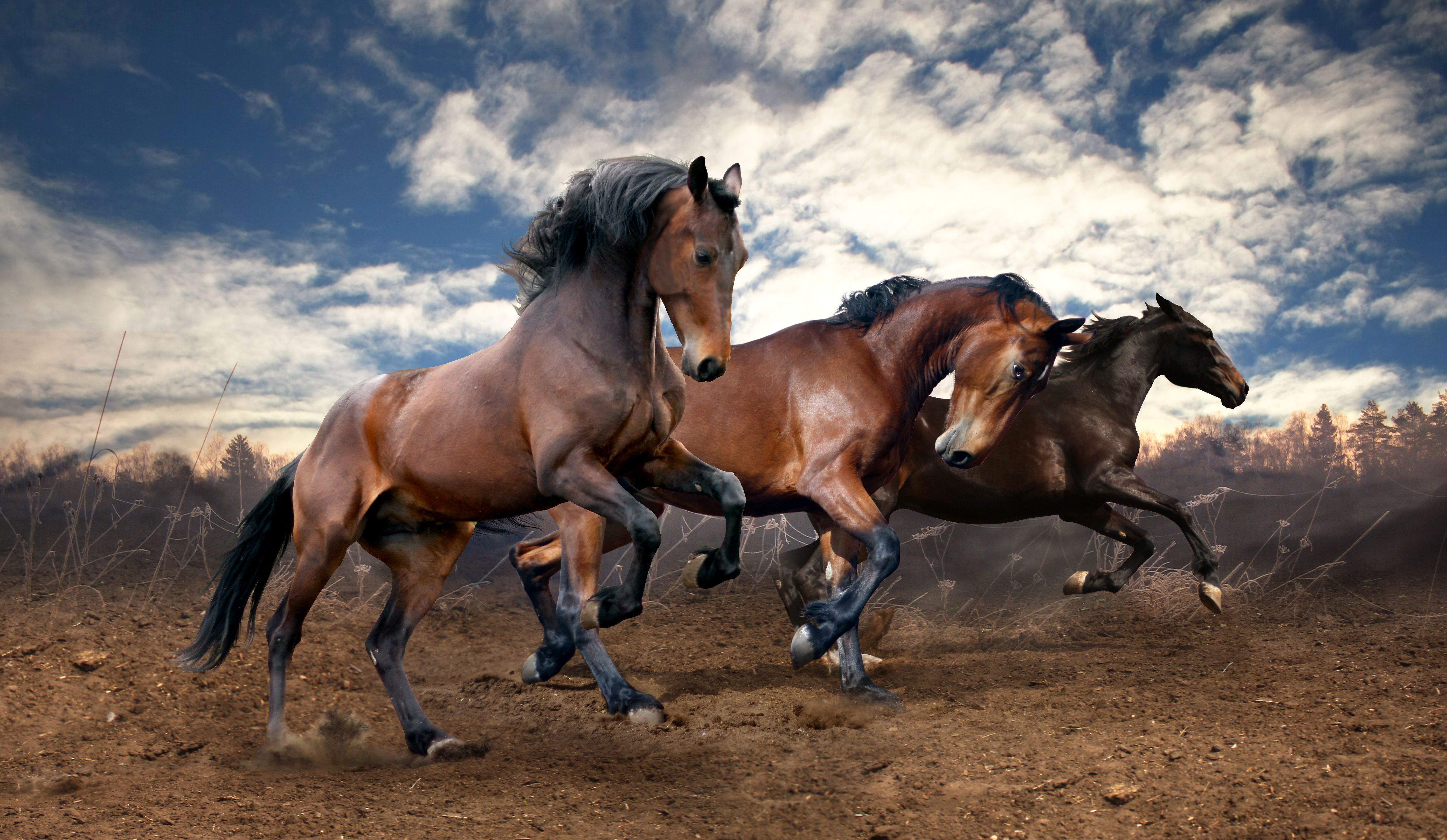 Bay Horse Wallpapers - Top Free Bay Horse Backgrounds - WallpaperAccess