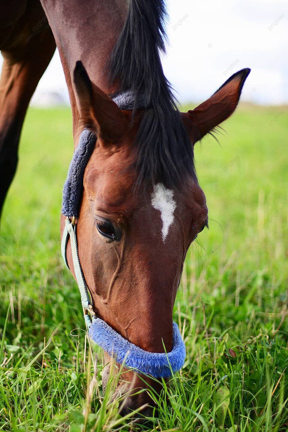 960x1440 Bay Horse Eating Grass Agriculture