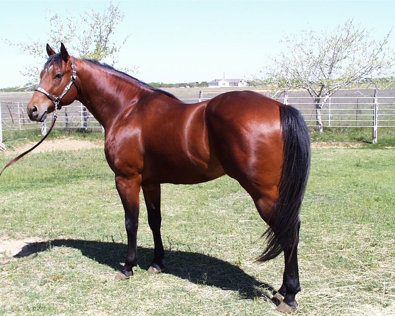 1280x1024 Bay Horse Facts with Picture