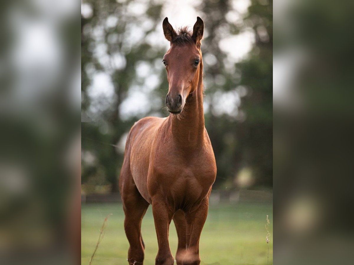 1200x900 Hanoverian Stallion Foal 05 2024