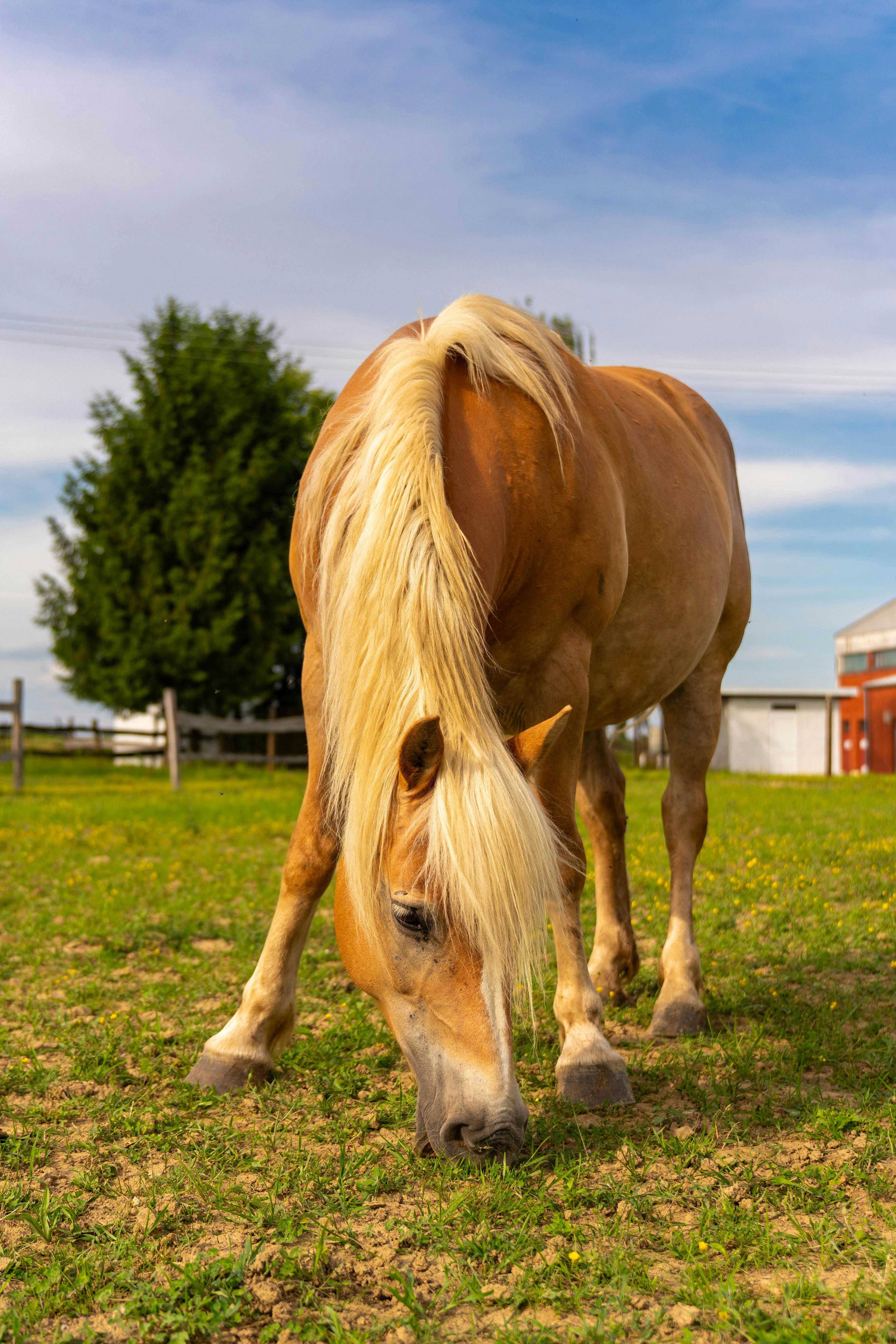 3490x5233 Bay Horse Eating Grass in a Paddock
